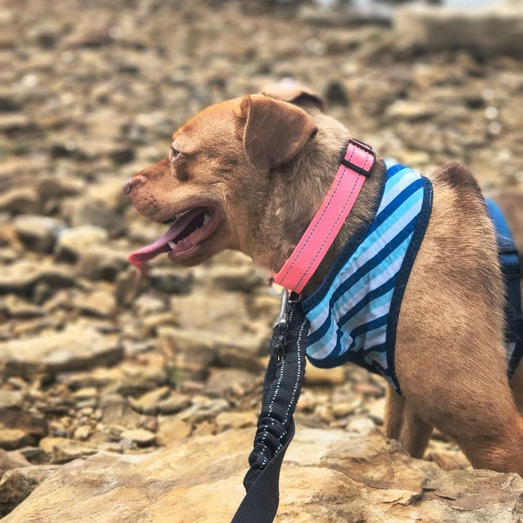 Enlarge Walker Texas Ranger, a Adoptable Mixed Breed in Corbin, KY image 4/6