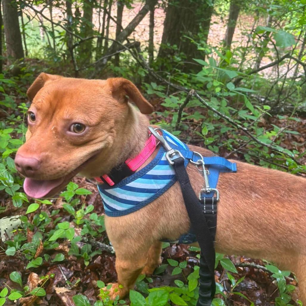 Enlarge Walker Texas Ranger, a Adoptable Mixed Breed in Corbin, KY image 5/6