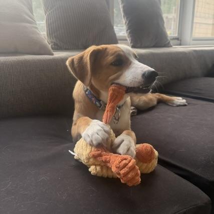 Honey, an adopted mixed breed in Prior Lake, MN image 5/6
