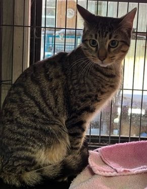 Enlarge Puzzle, a Adoptable Tabby in Porter, TX image 1/1