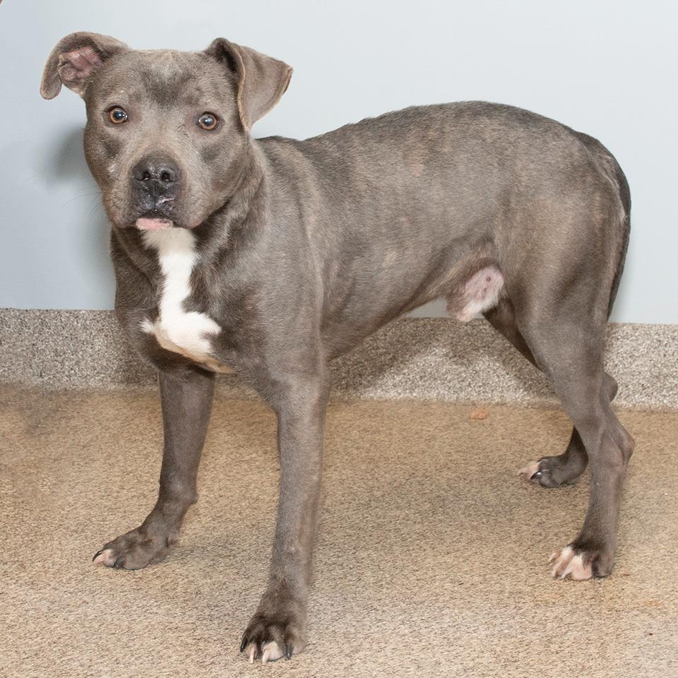Enlarge Larry, a Adoptable mixed breed in Troy, OH image 1/3