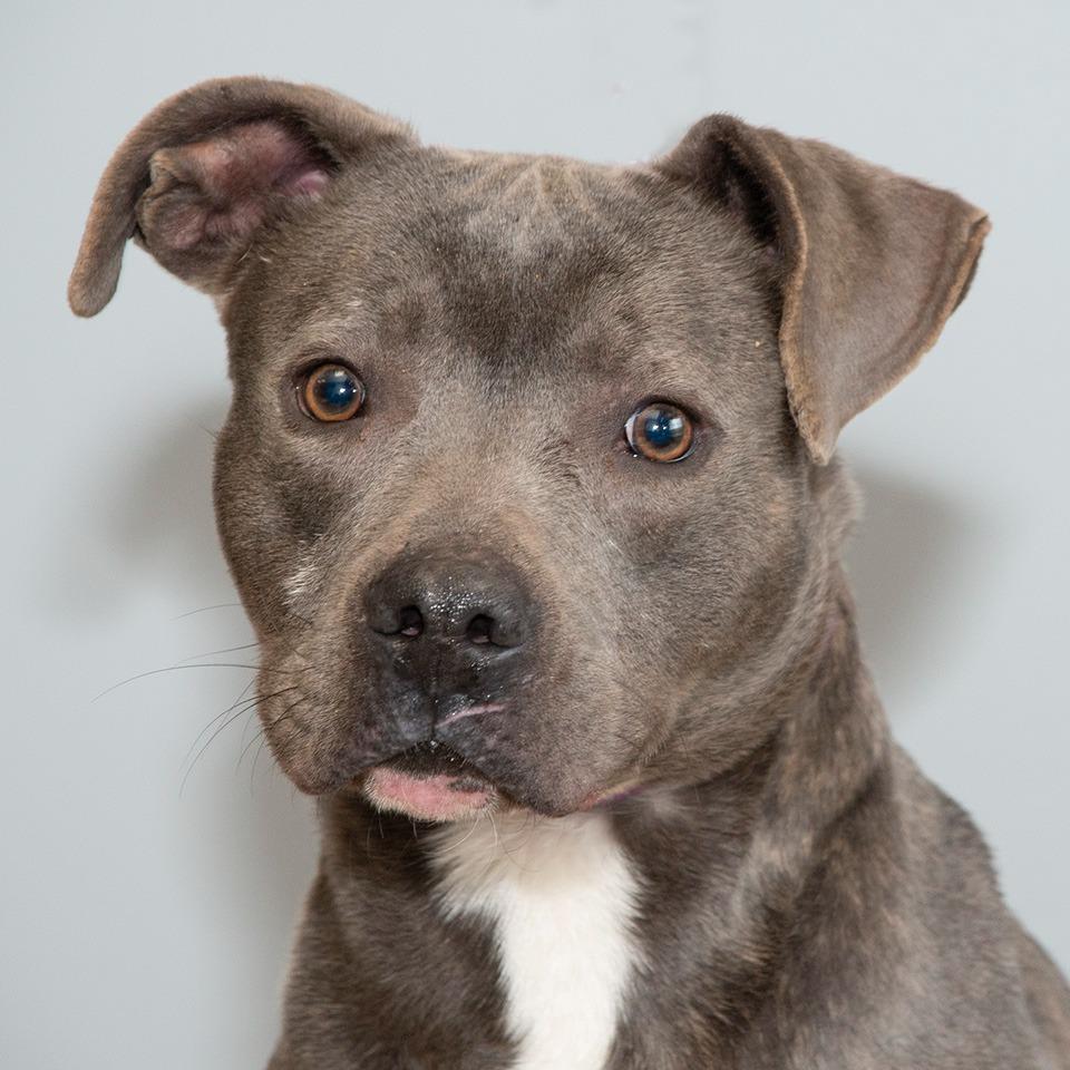 Enlarge Larry, a Adoptable mixed breed in Troy, OH image 2/3