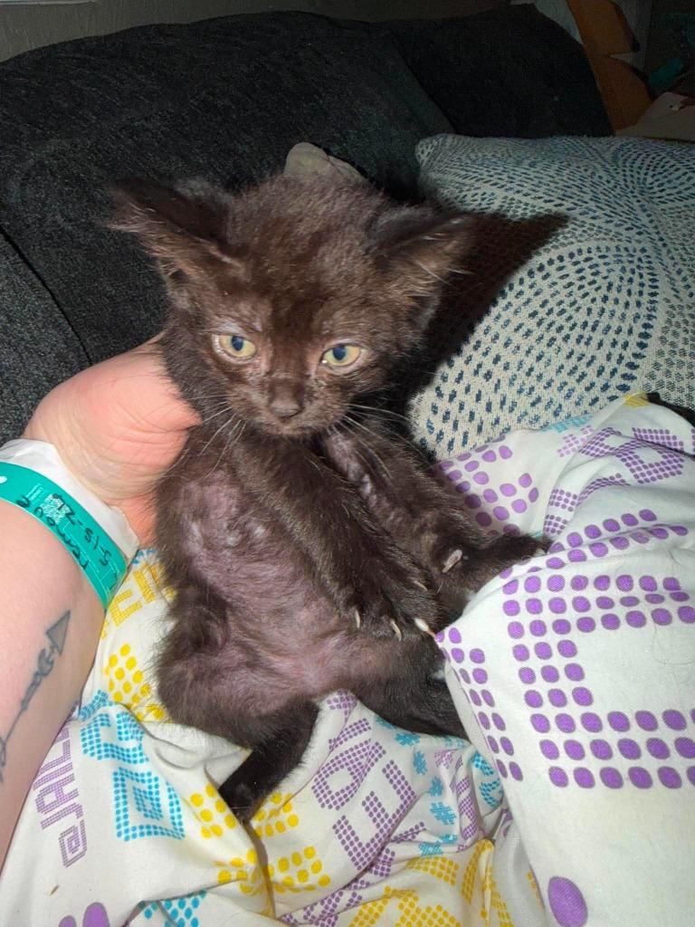 Salami, a Adoptable Domestic Short Hair in Cloquet, MN image 1/2