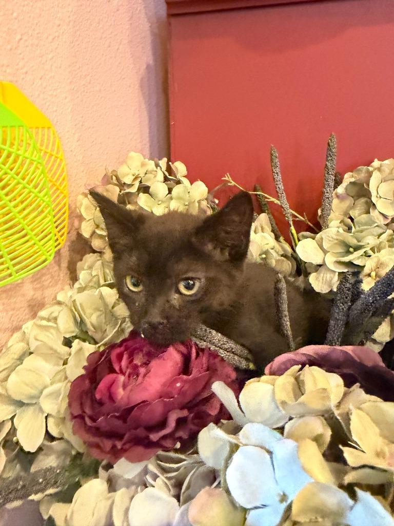 Salami, a Adoptable Domestic Short Hair in Cloquet, MN image 2/2