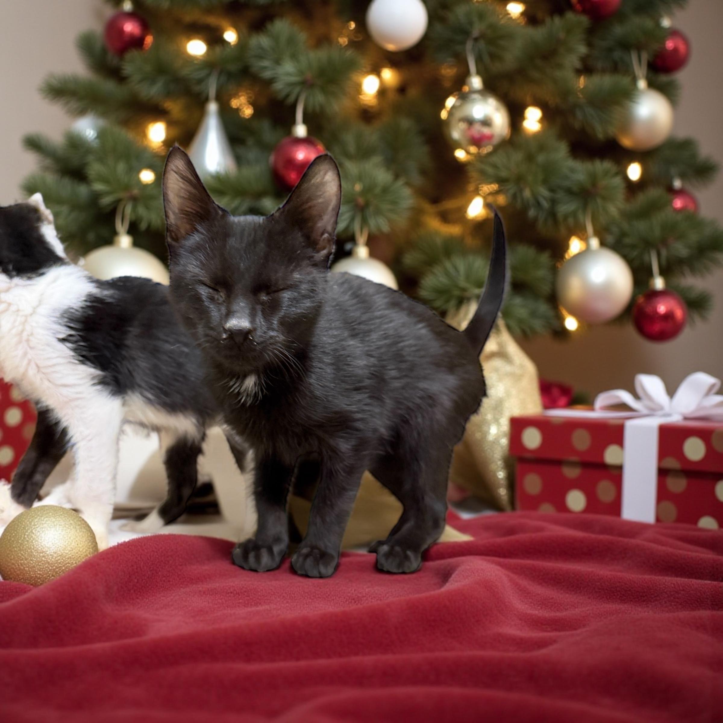 Hydrogen , adoptable, Kitten Male Domestic Short Hair.