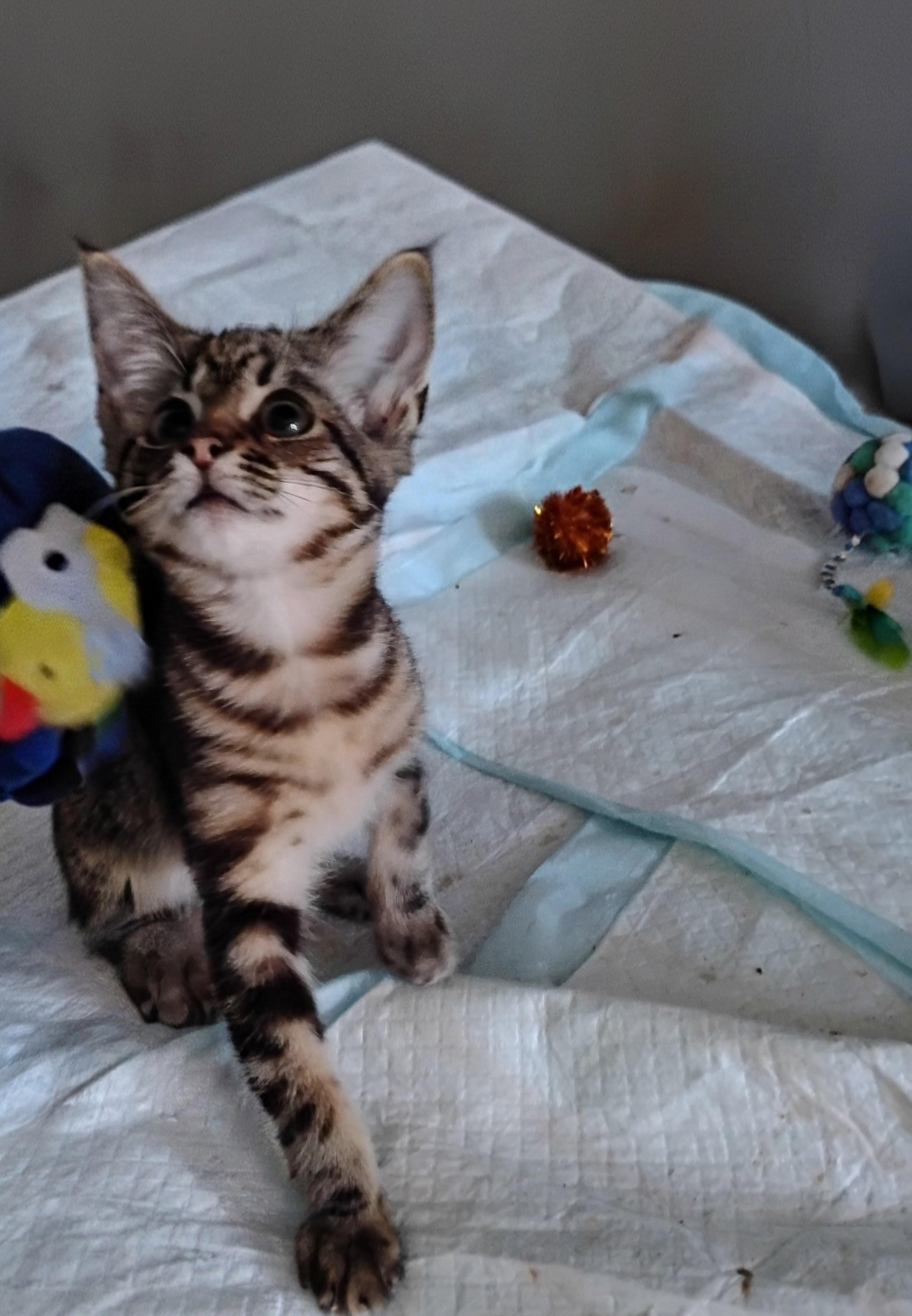 Charlie, adopted, Kitten Male Domestic Short Hair.