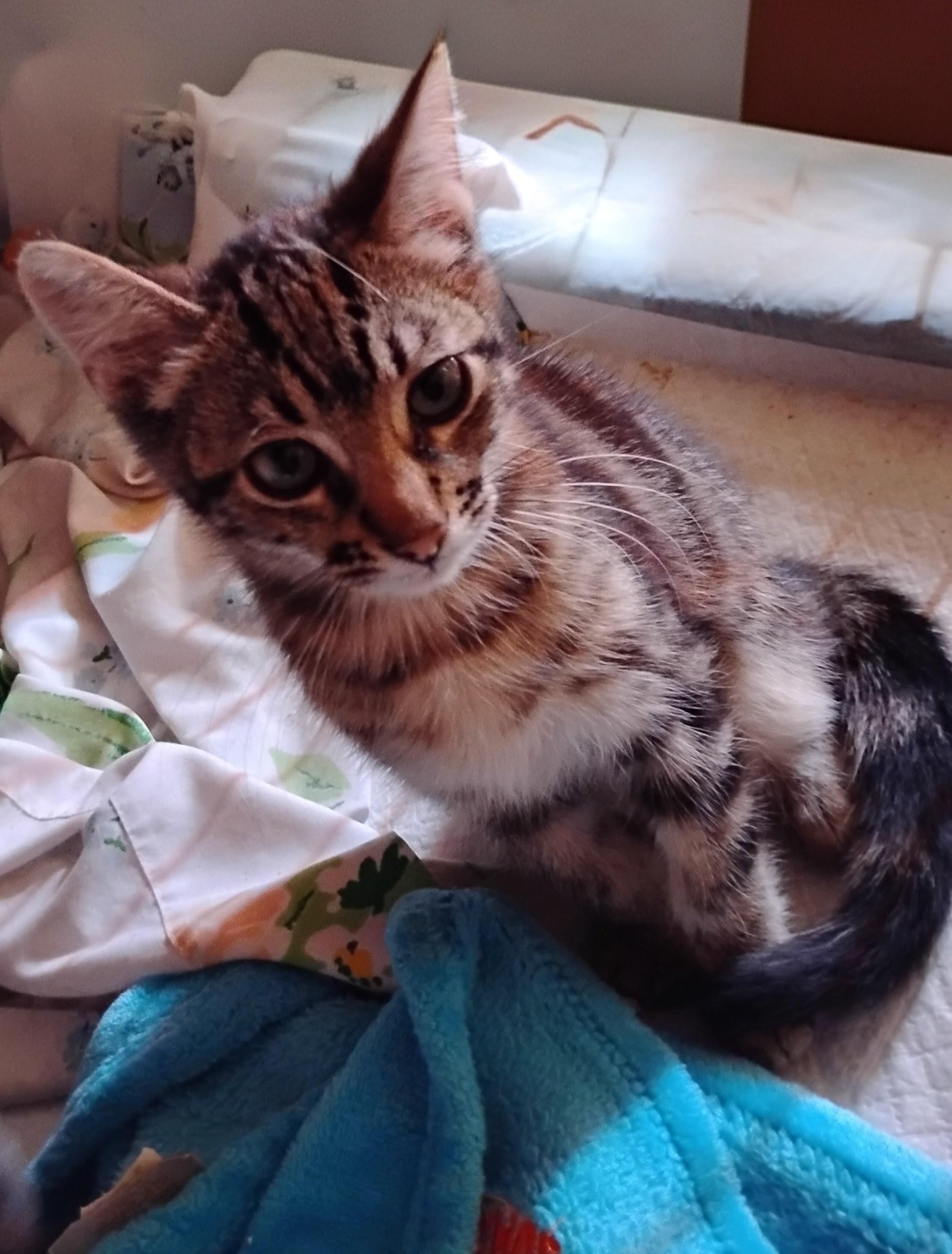 Enlarge Charlie, an adopted Domestic Short Hair in Woodland, CA image 2/5
