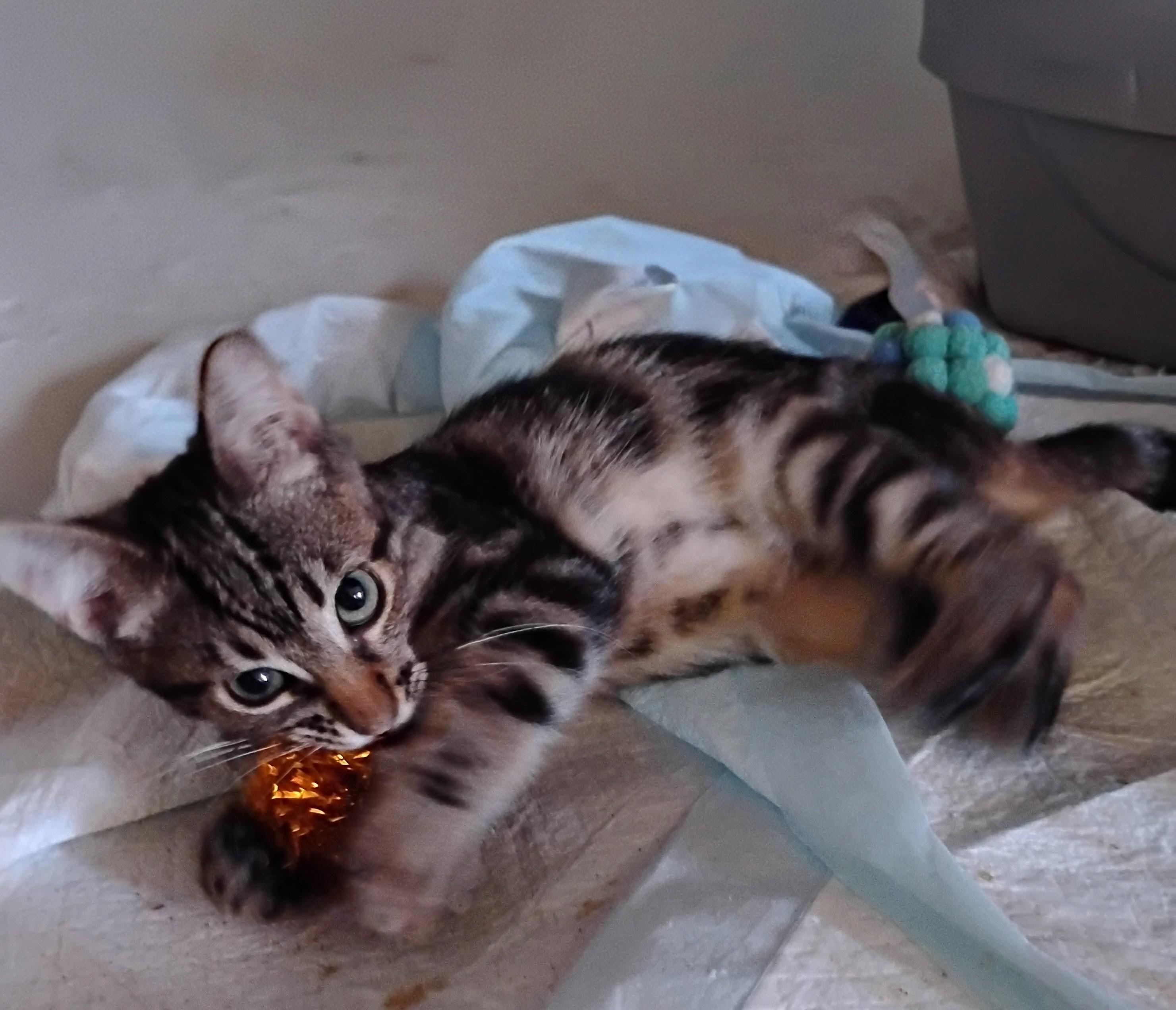 Enlarge Charlie, an adopted Domestic Short Hair in Woodland, CA image 5/5