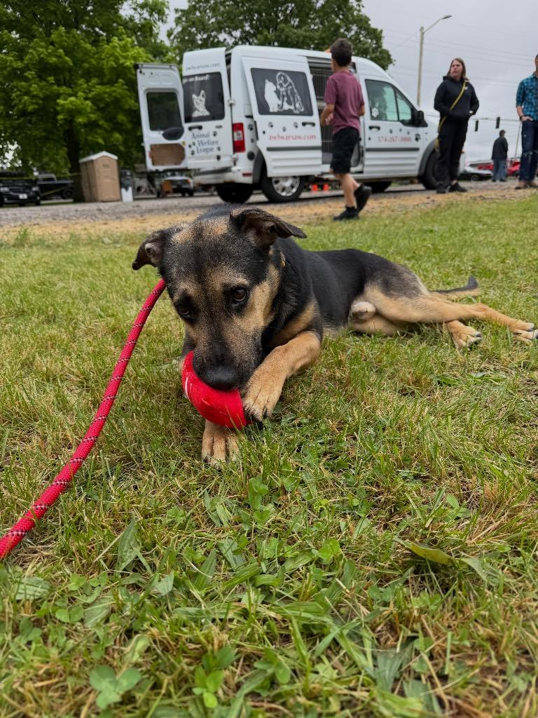 Enlarge Fritz, a Adoptable mixed breed in Pierceton, IN image 1/6