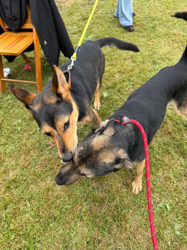 Enlarge Fritz, a Adoptable mixed breed in Pierceton, IN image 2/6