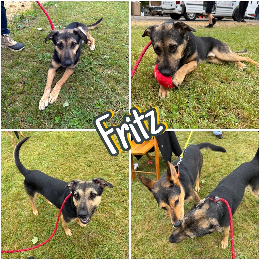 Enlarge Fritz, a Adoptable mixed breed in Pierceton, IN image 3/6