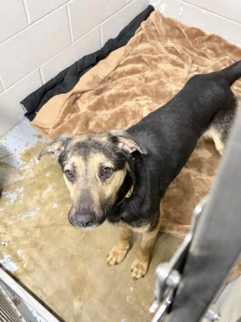 Enlarge Fritz, a Adoptable mixed breed in Pierceton, IN image 4/6