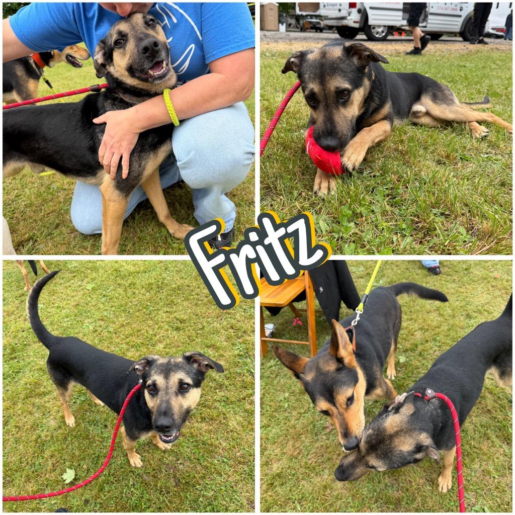 Enlarge Fritz, a Adoptable mixed breed in Pierceton, IN image 5/6