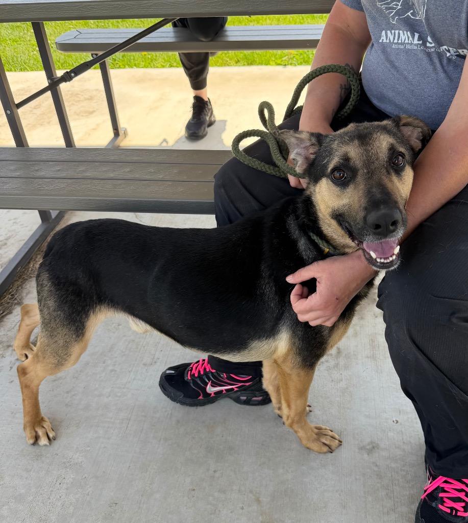 Enlarge Fritz, a Adoptable mixed breed in Pierceton, IN image 6/6
