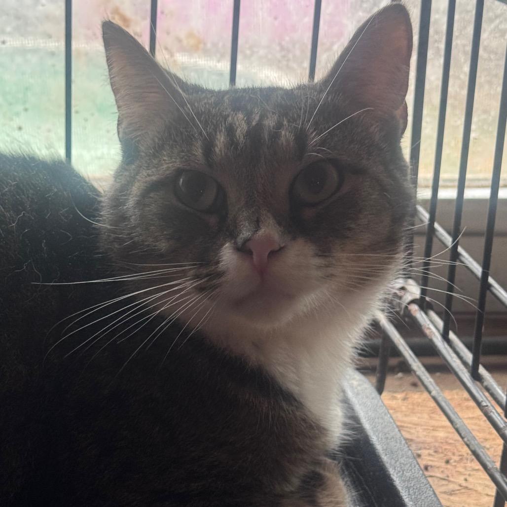 Nunnie, Adoptable, Adult Male Domestic Short Hair.