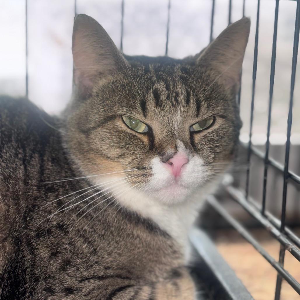 Nunnie, a Adoptable Domestic Short Hair in Inwood, WV image 2/5