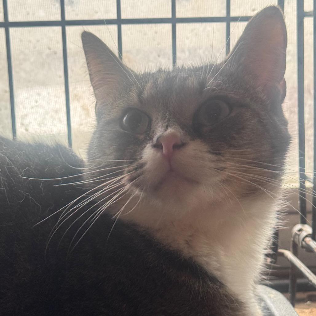 Nunnie, a Adoptable Domestic Short Hair in Inwood, WV image 3/5