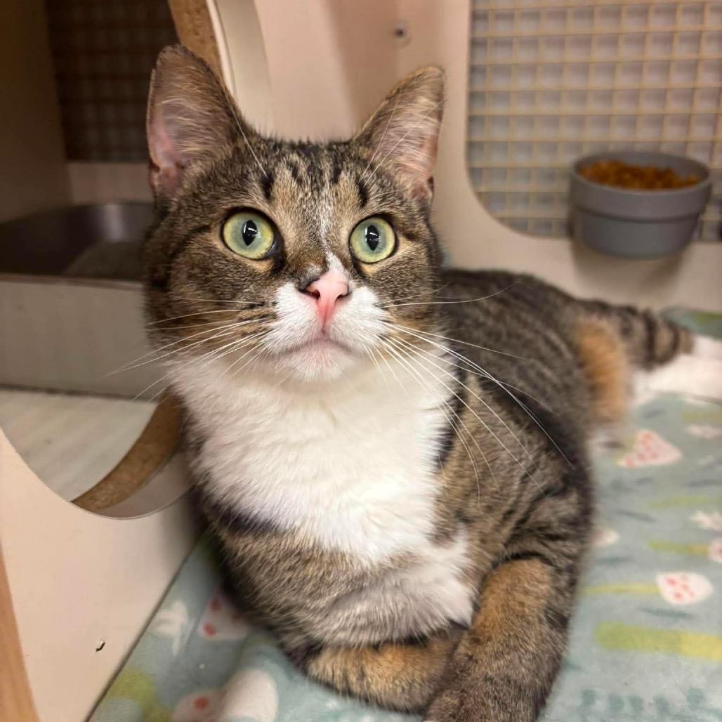 Nunnie, a Adoptable Domestic Short Hair in Inwood, WV image 4/5