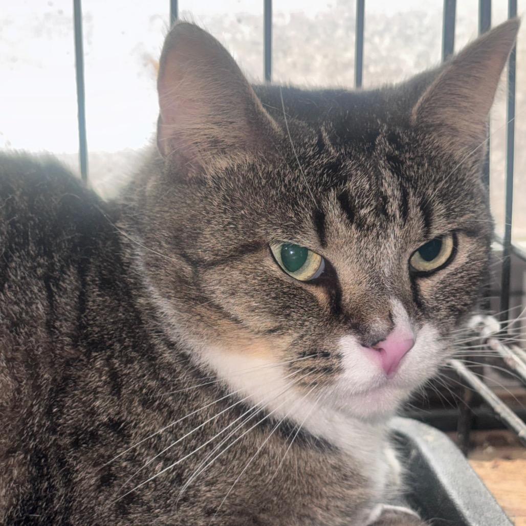 Nunnie, a Adoptable Domestic Short Hair in Inwood, WV image 5/5