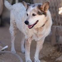 Freckles, a ADOPTABLE Cattle Dog in Casa Grande, AZ image 2/2
