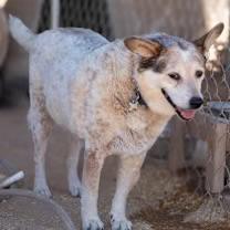 Freckles, ADOPTABLE, Adult Female Cattle Dog.