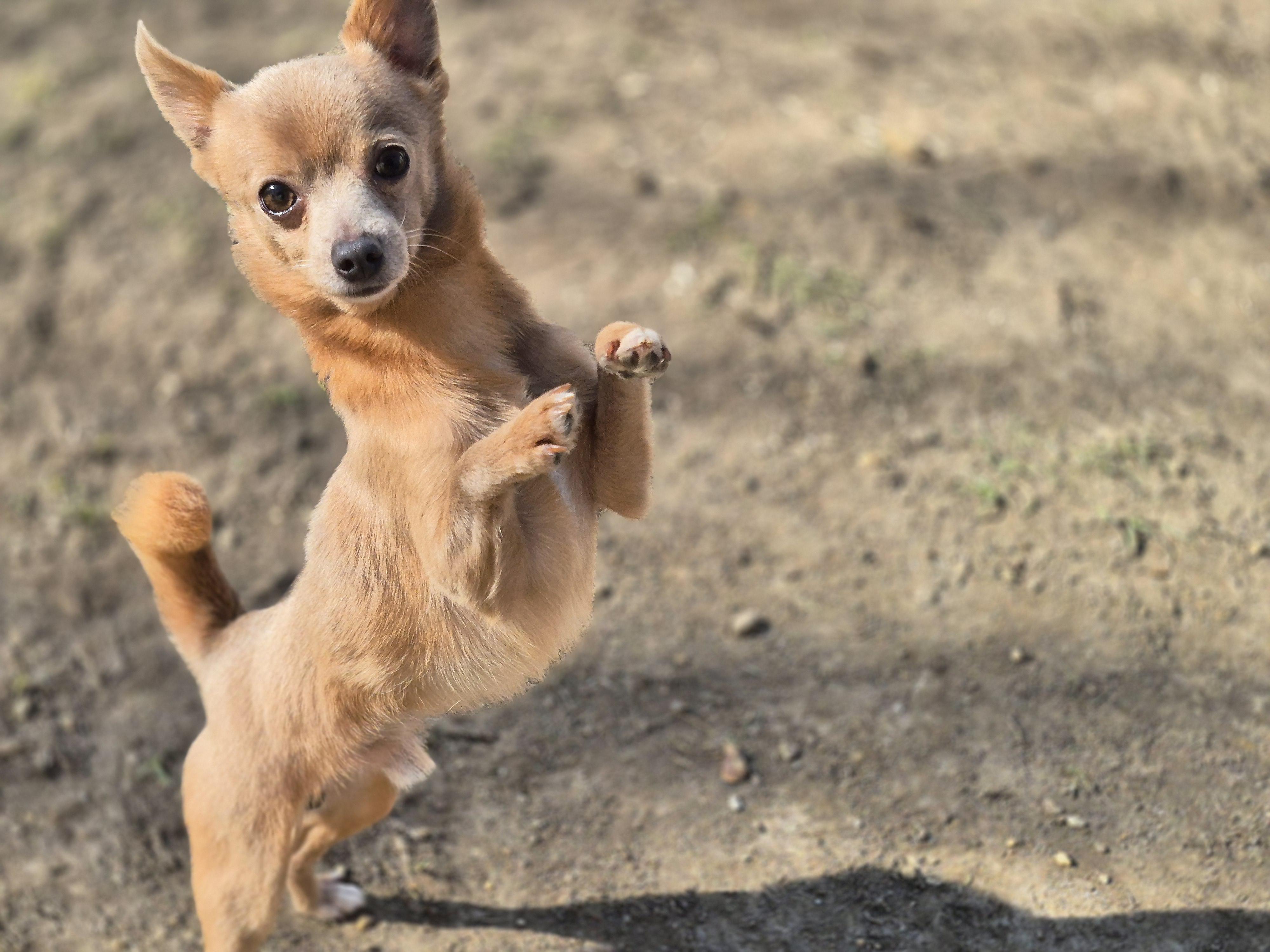 Enlarge Fender, a ADOPTABLE Chihuahua in metairie, LA image 4/4