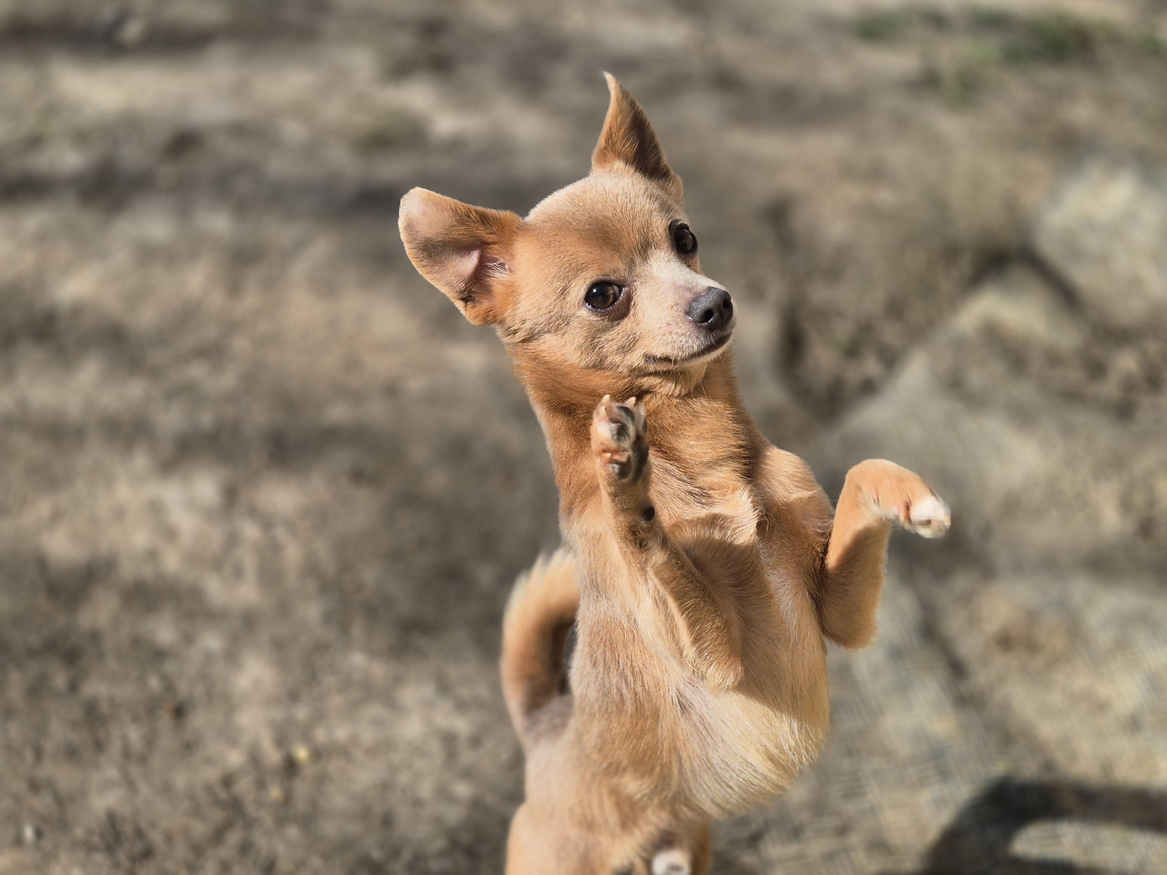 Enlarge Fender, a ADOPTABLE Chihuahua in metairie, LA image 3/4
