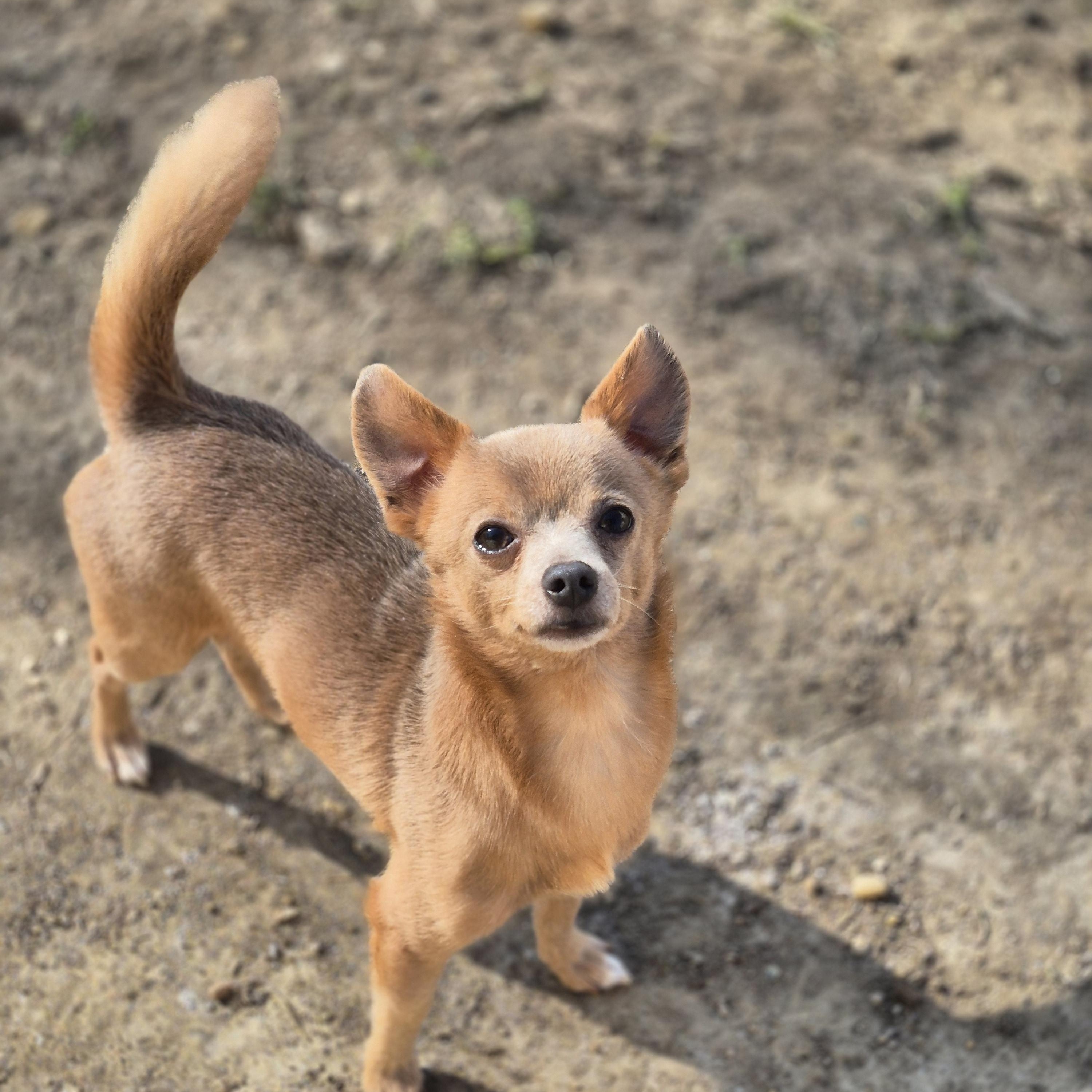 Enlarge Fender, a ADOPTABLE Chihuahua in metairie, LA image 1/4