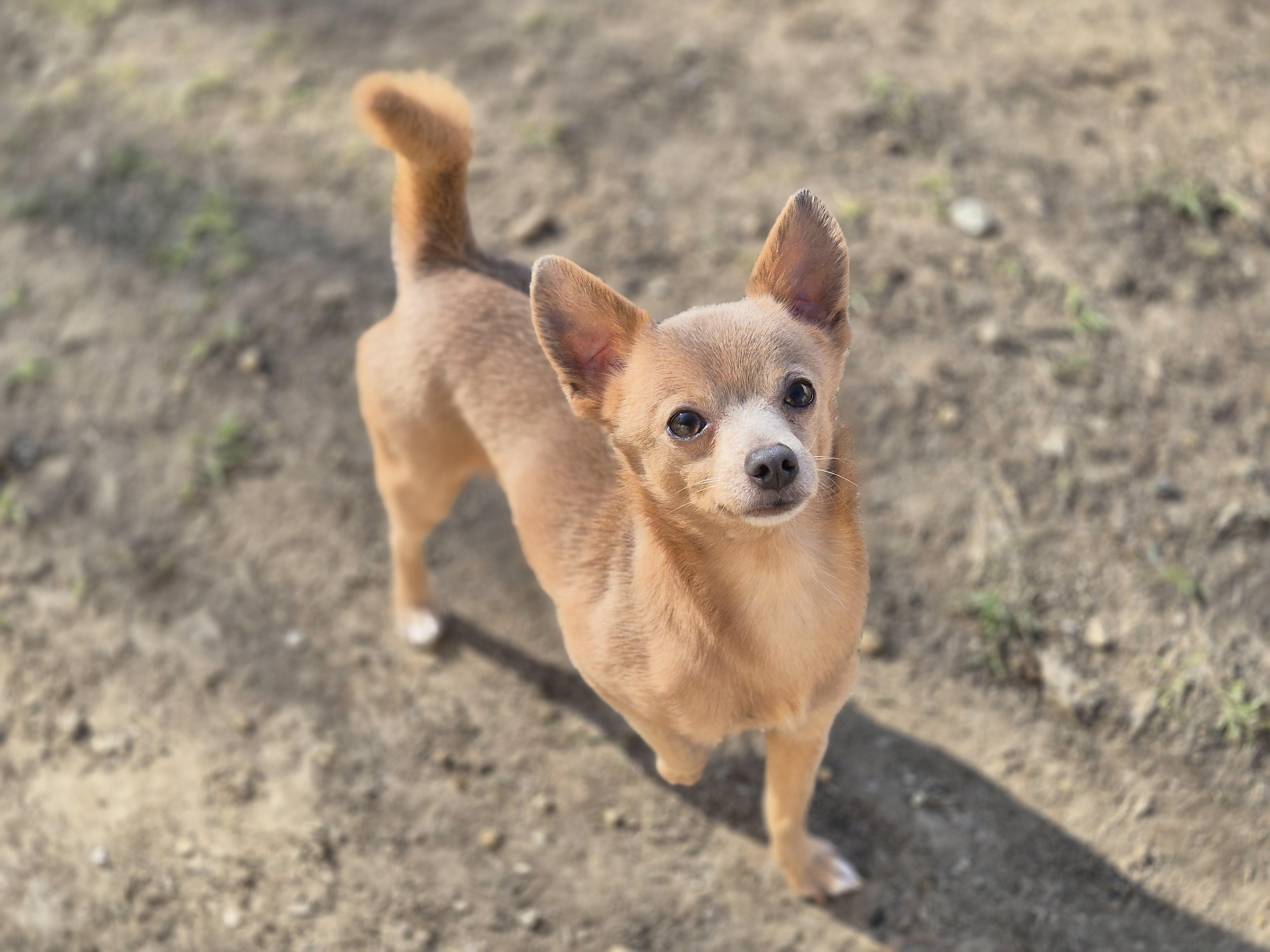 Enlarge Fender, a ADOPTABLE Chihuahua in metairie, LA image 2/4