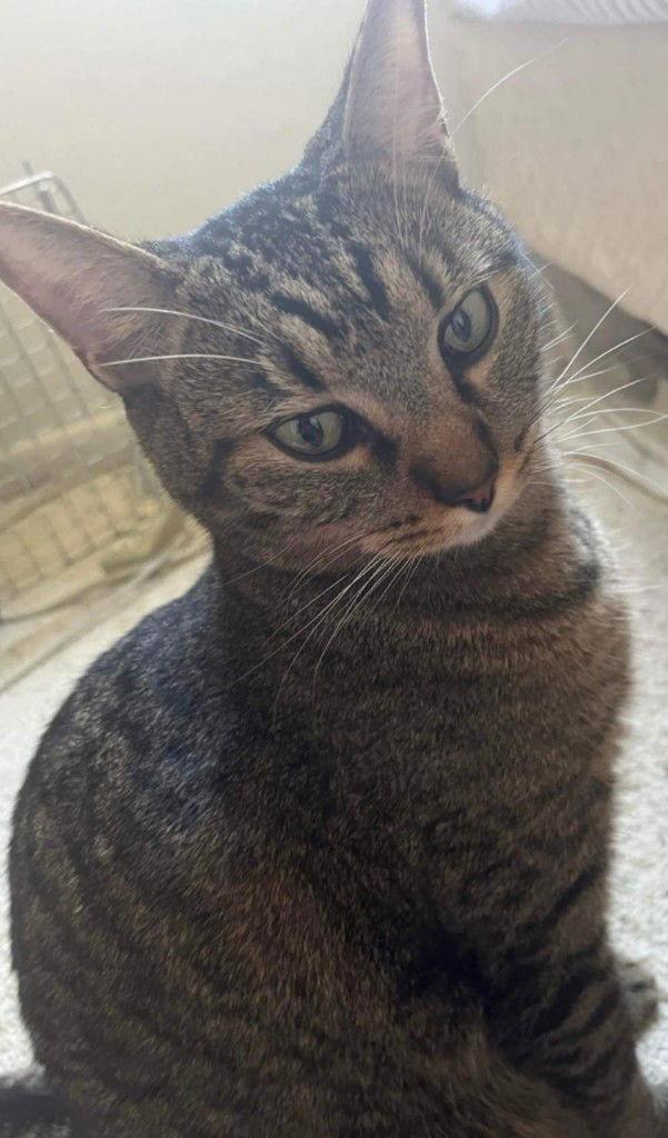 Kitten, a Adoptable Domestic Short Hair in Fort Myers, FL image 1/2