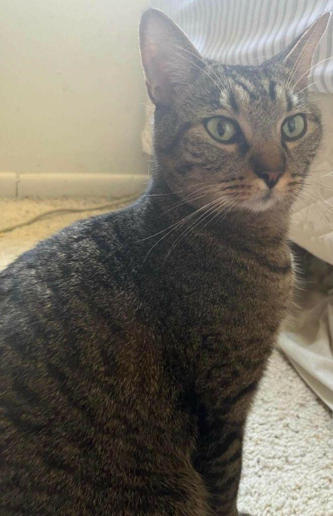 Kitten, a Adoptable Domestic Short Hair in Fort Myers, FL image 2/2