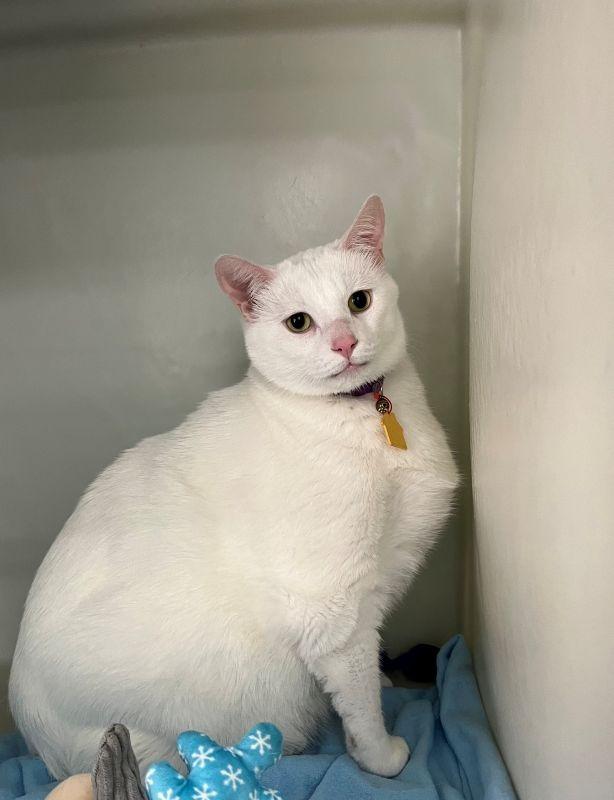 Enlarge Ernie, a Adoptable mixed breed in Genoa, IL image 1/1