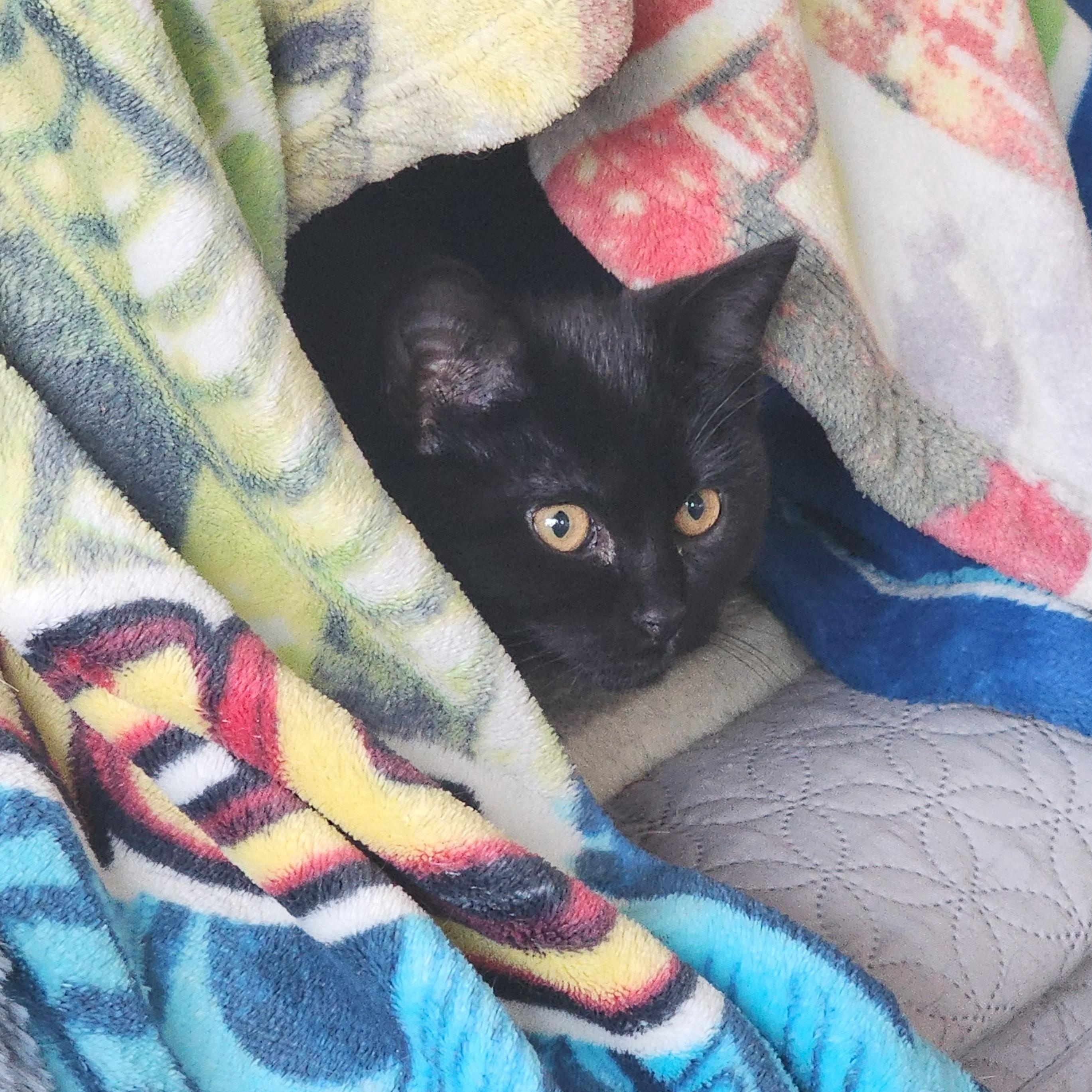 Enlarge Nami, an adopted Domestic Short Hair in Springfield, OR image 1/3