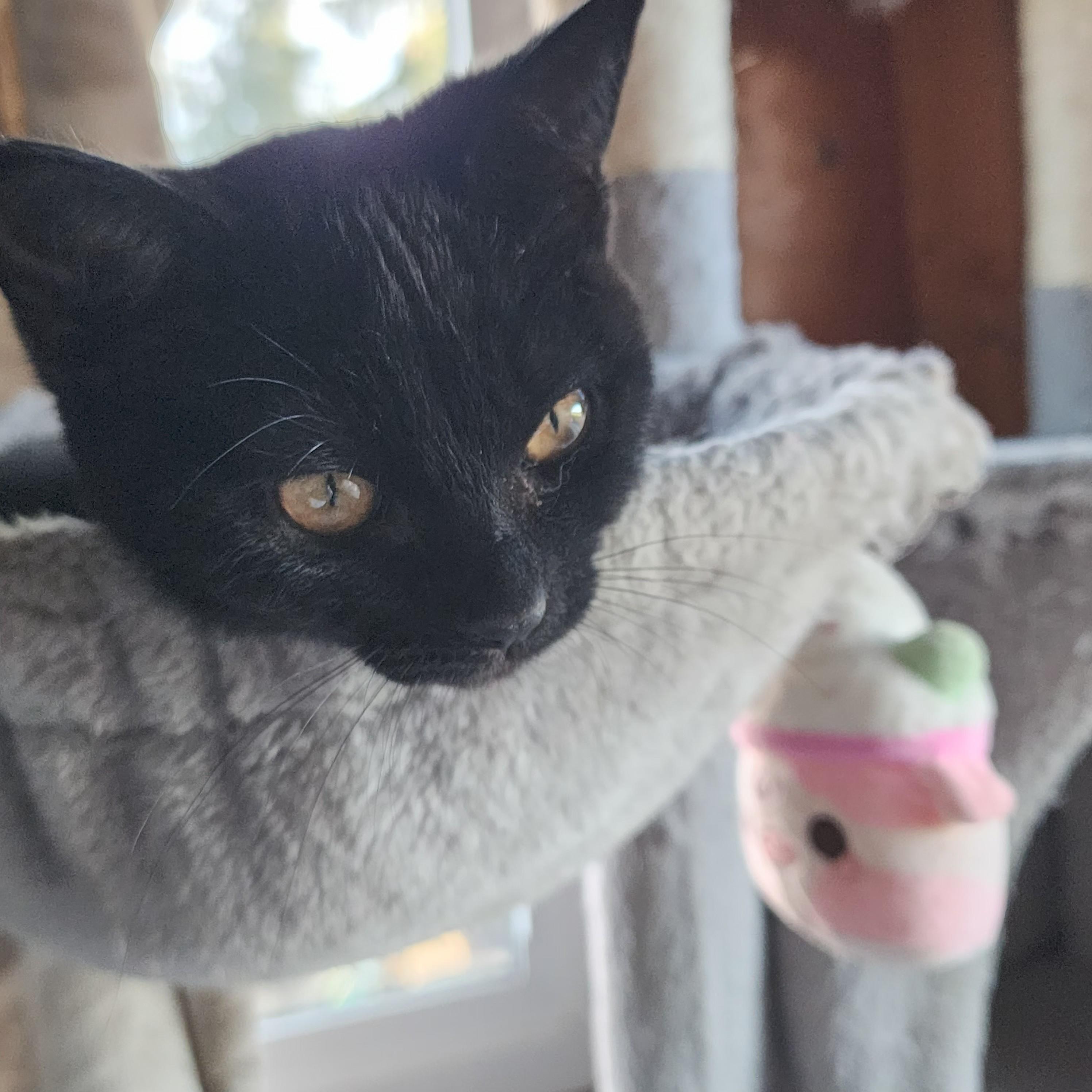 Enlarge Nami, an adopted Domestic Short Hair in Springfield, OR image 2/3