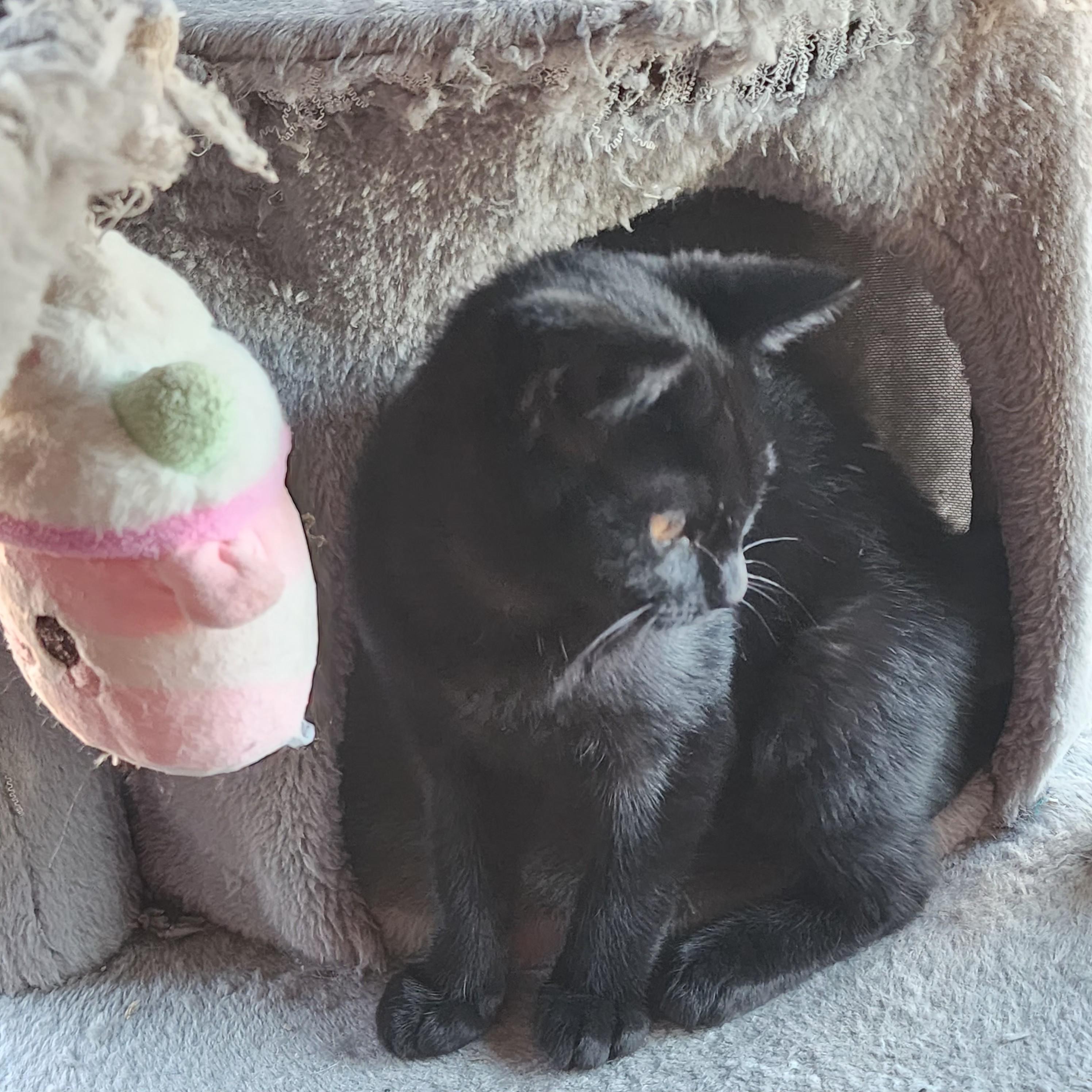 Enlarge Nami, an adopted Domestic Short Hair in Springfield, OR image 3/3