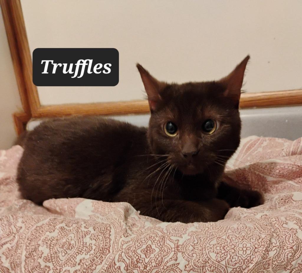 Enlarge Truffles, a Adoptable mixed breed in Buffalo, MO image 1/1