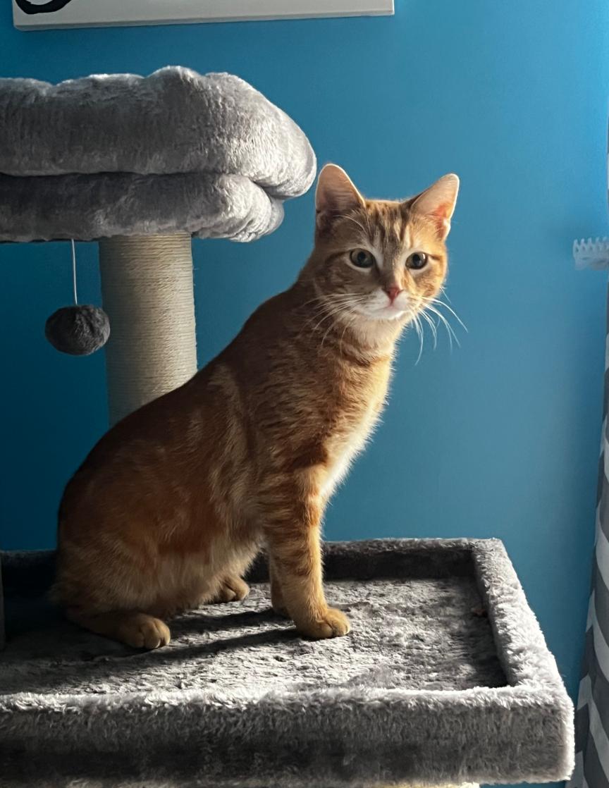 Ron, a Adoptable Domestic Short Hair in New Baltimore, MI image 2/2