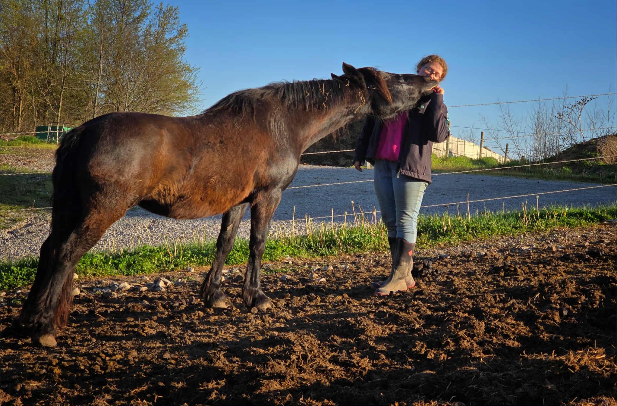 Aspen, Senior Female Mustang