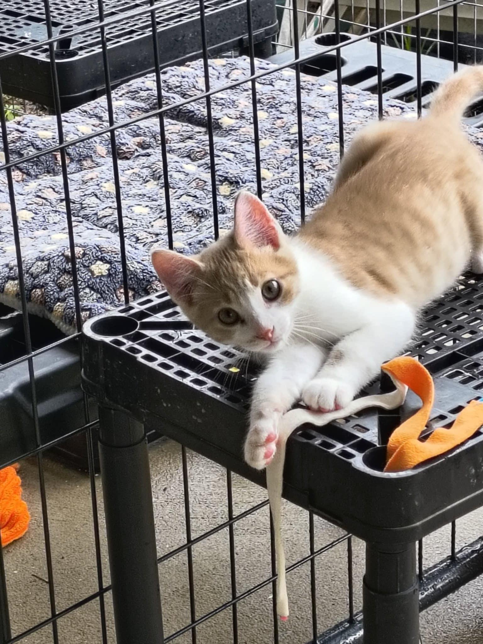 Mac, Adoptable, Young Male Domestic Short Hair.