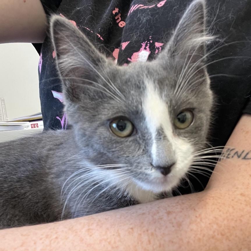 Enlarge Frazier, a Adoptable Domestic Short Hair in Winston Salem, NC image 1/6