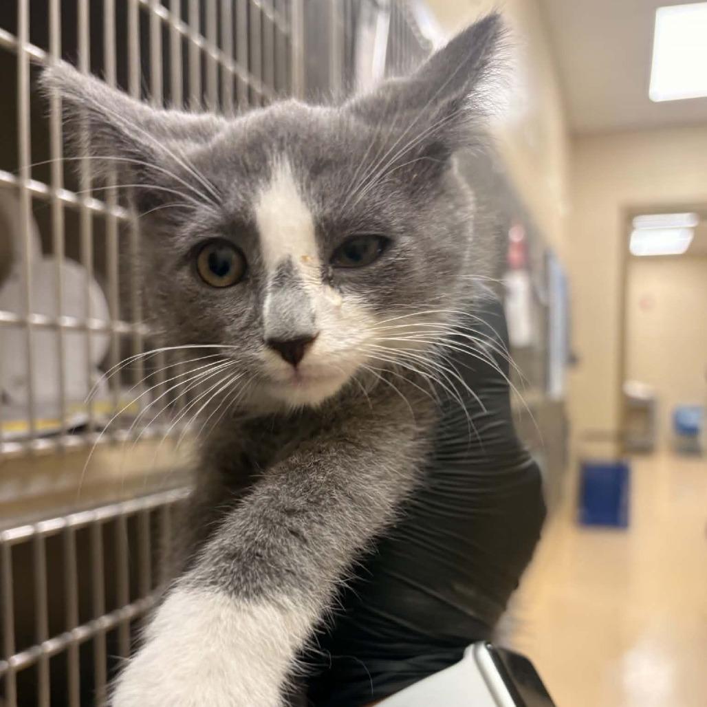Enlarge Frazier, a Adoptable Domestic Short Hair in Winston Salem, NC image 2/6