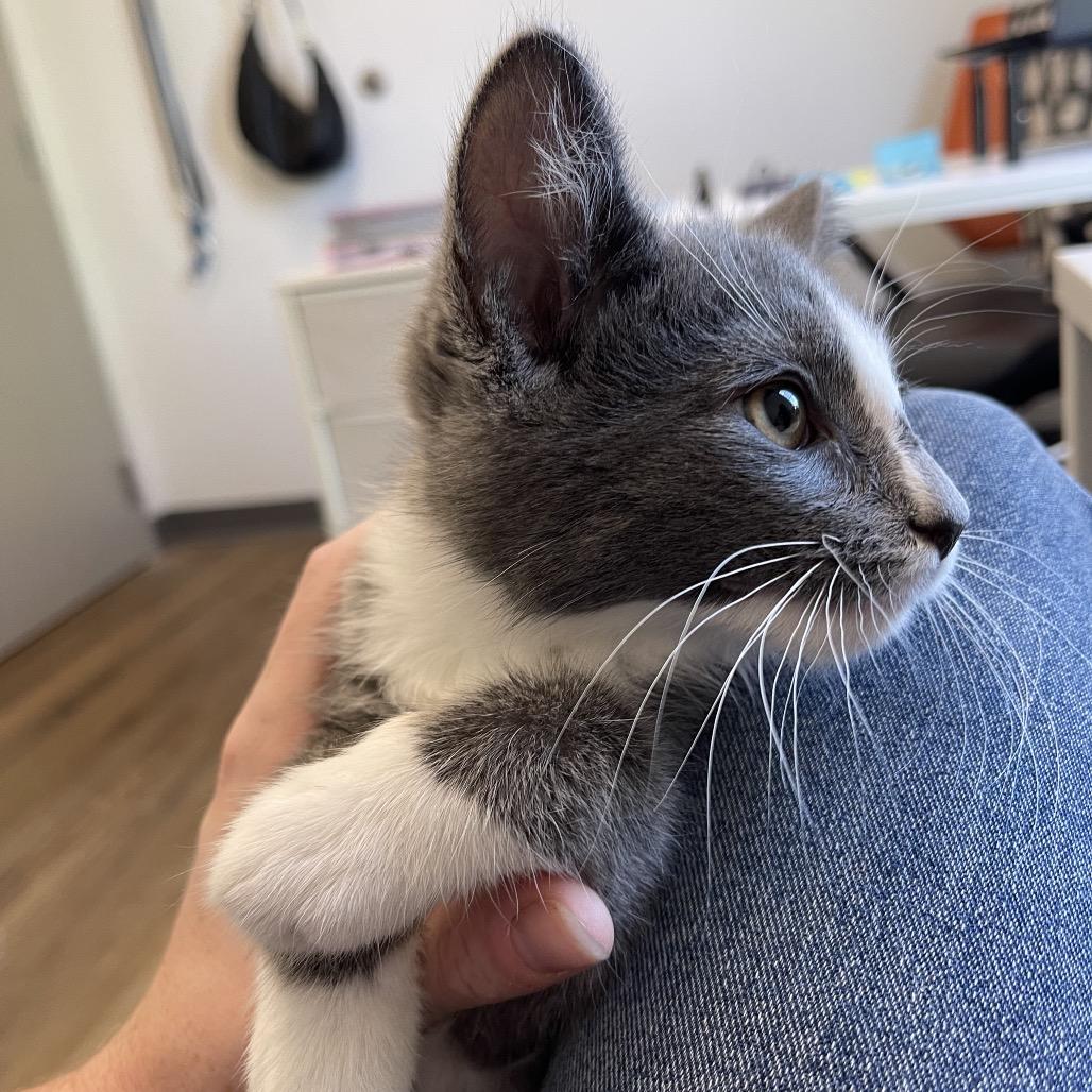 Enlarge Frazier, a Adoptable Domestic Short Hair in Winston Salem, NC image 3/6