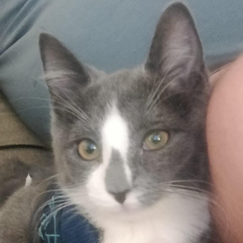 Enlarge Frazier, a Adoptable Domestic Short Hair in Winston Salem, NC image 4/6