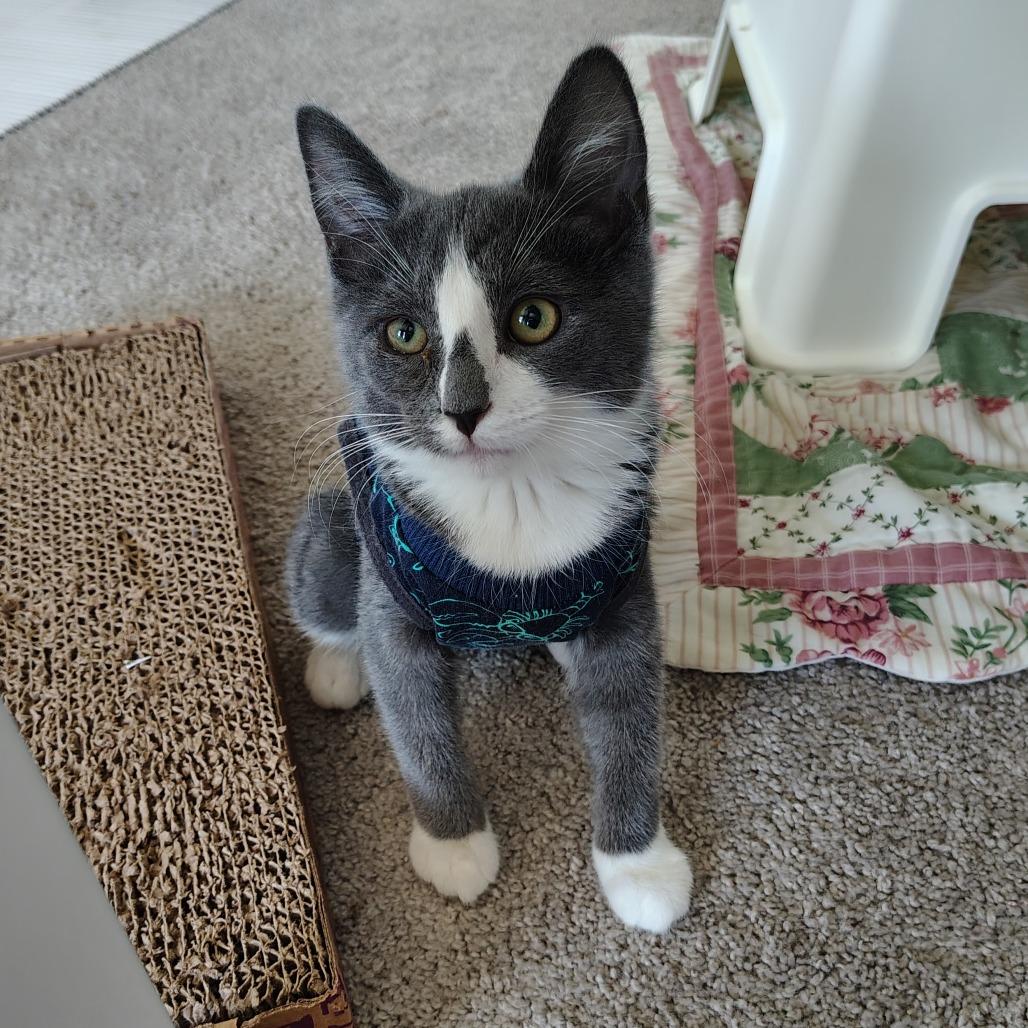 Enlarge Frazier, a Adoptable Domestic Short Hair in Winston Salem, NC image 5/6