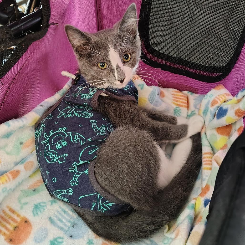 Enlarge Frazier, a Adoptable Domestic Short Hair in Winston Salem, NC image 6/6