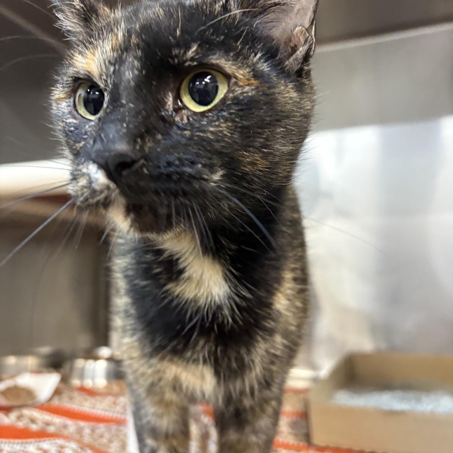 Enlarge Gizmo, a ADOPTABLE Domestic Short Hair in Saint Charles, MO image 1/2