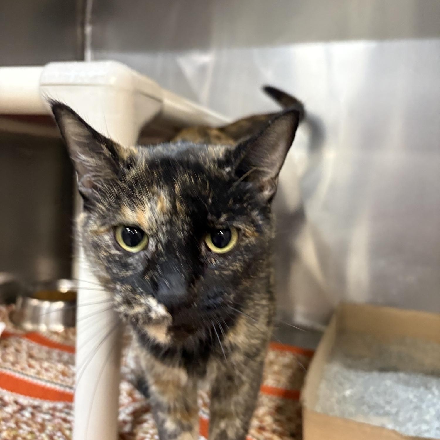 Enlarge Gizmo, a ADOPTABLE Domestic Short Hair in Saint Charles, MO image 2/2