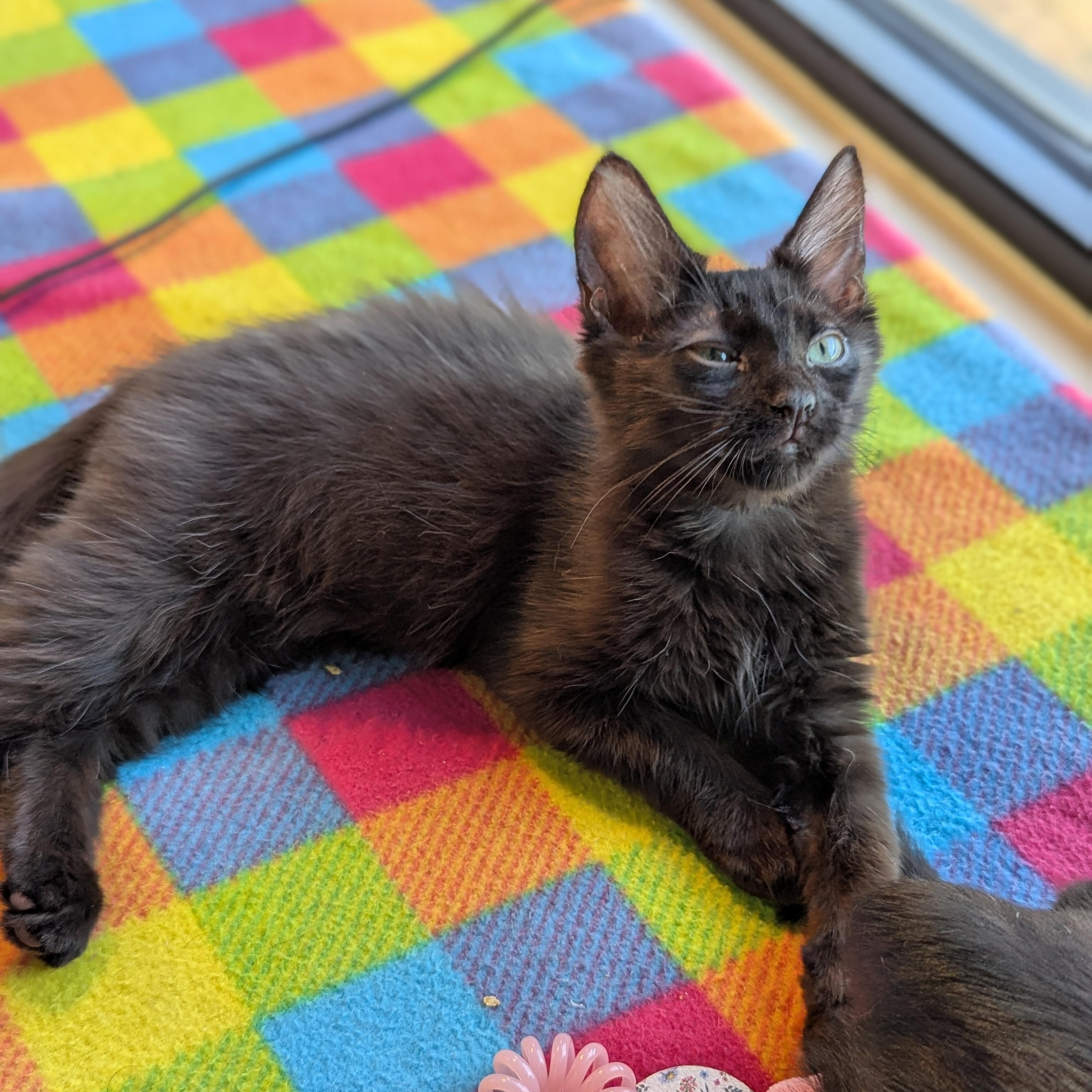 Enlarge Plato (The Tiny Philosophers), a Adoptable mixed breed in Atlanta, GA image 2/6