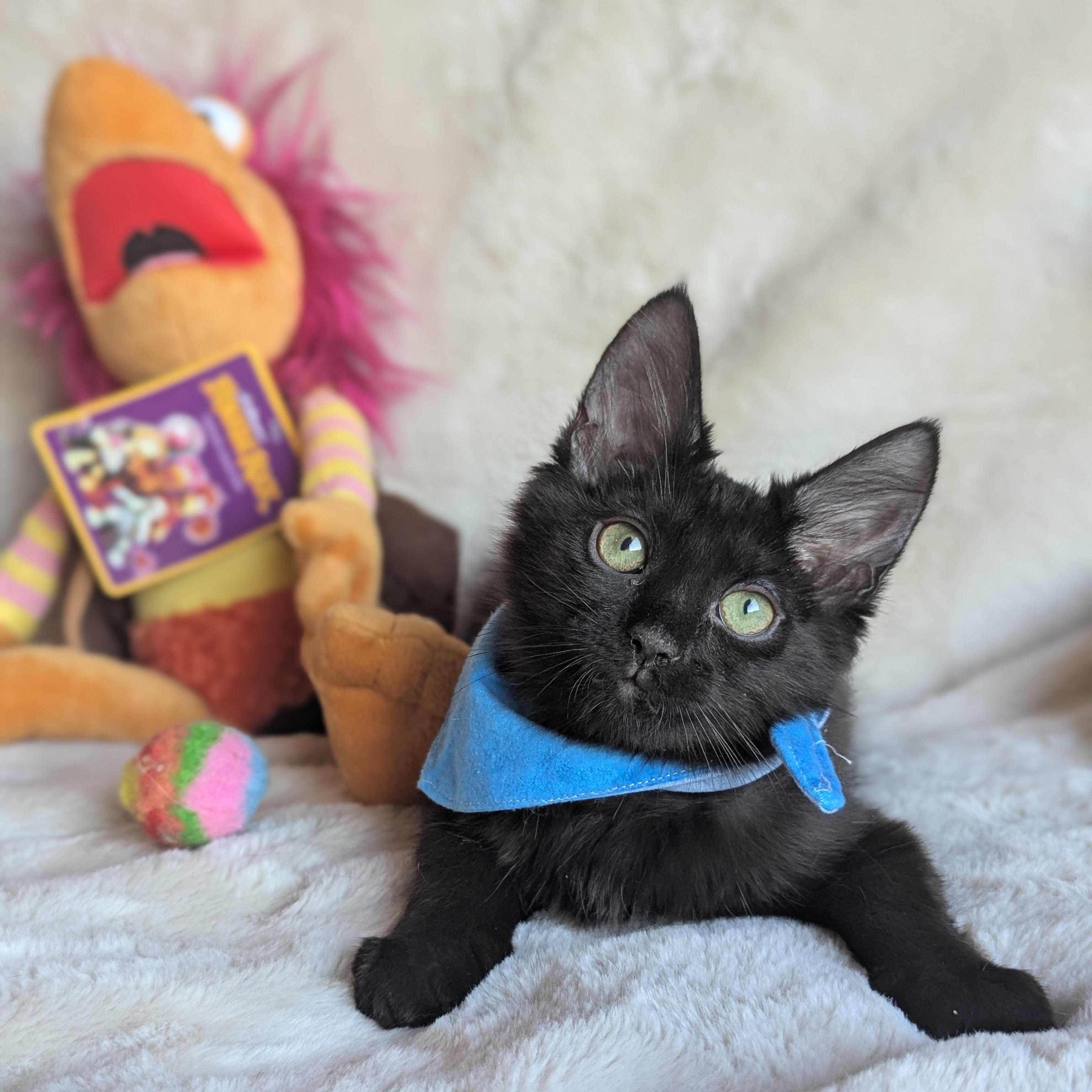 Enlarge Plato (The Tiny Philosophers), a Adoptable mixed breed in Atlanta, GA image 1/6