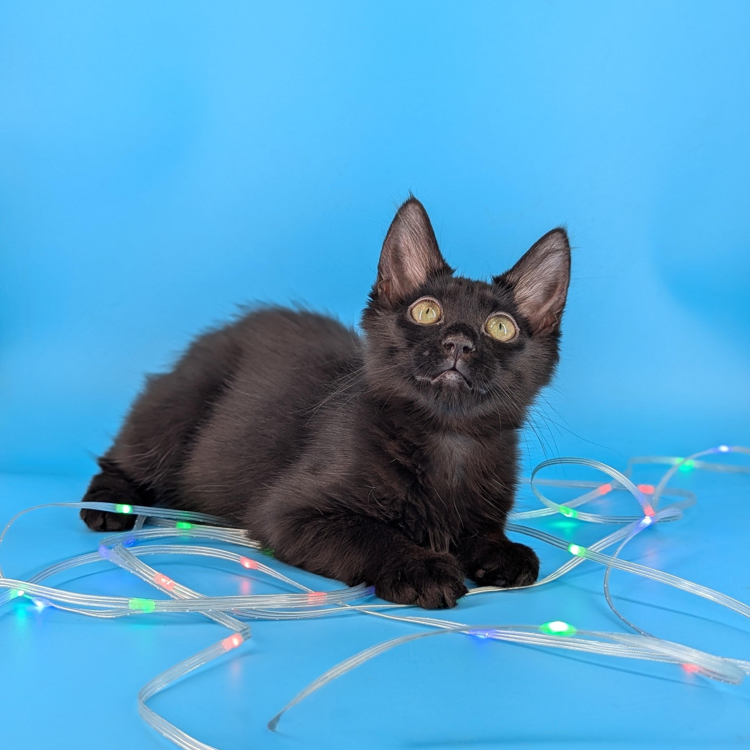 Enlarge Plato (The Tiny Philosophers), a Adoptable mixed breed in Atlanta, GA image 5/6